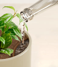 Load image into Gallery viewer, Sage Green stand:all