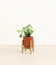 Load image into Gallery viewer, Glossy Red stand:bamboo