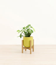 Load image into Gallery viewer, Key Lime Yellow stand:bamboo