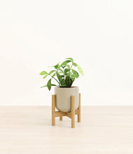 Load image into Gallery viewer, Sage Green stand:bamboo