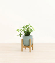 Load image into Gallery viewer, Reactive Aqua stand:bamboo