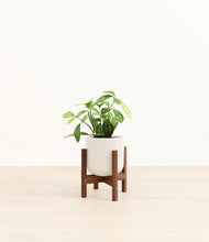Load image into Gallery viewer, Cotton White stand:walnut