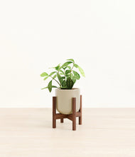 Load image into Gallery viewer, Sage Green stand:walnut