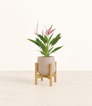 Load image into Gallery viewer, Eternal Gray stand:bamboo