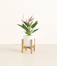 Load image into Gallery viewer, White stand:bamboo