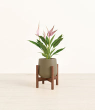 Load image into Gallery viewer, Olive stand:walnut