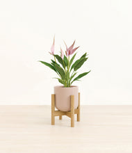 Load image into Gallery viewer, Sandy Pink stand:bamboo