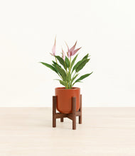 Load image into Gallery viewer, Glossy Red stand:walnut