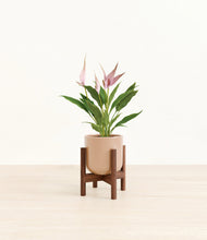 Load image into Gallery viewer, Glossy Pink stand:walnut