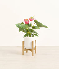 Load image into Gallery viewer, White stand:bamboo