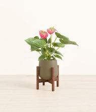 Load image into Gallery viewer, Olive stand:walnut