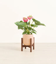Load image into Gallery viewer, Gentle Pink stand:walnut