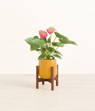 Load image into Gallery viewer, Mustard stand:walnut