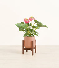 Load image into Gallery viewer, Calm Rose stand:walnut