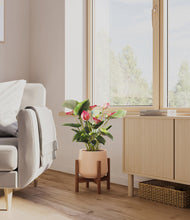 Load image into Gallery viewer, Gentle Pink stand:walnut