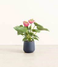 Load image into Gallery viewer, Deep Navy*****Profile