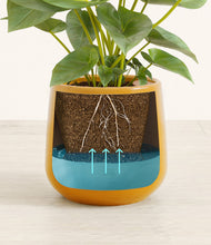 Load image into Gallery viewer, Mustard