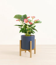 Load image into Gallery viewer, Deep Navy stand:bamboo