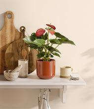 Load image into Gallery viewer, Glossy Red