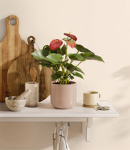 Load image into Gallery viewer, Sandy Pink