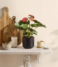 Load image into Gallery viewer, Stone Black