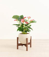 Load image into Gallery viewer, Shiny EggWhite stand:walnut