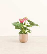 Load image into Gallery viewer, Glossy Pink*****Profile