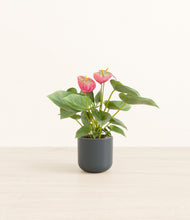 Load image into Gallery viewer, Iron Gray*****Profile