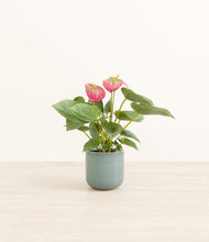 Load image into Gallery viewer, Reactive Aqua*****Profile