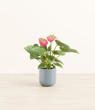 Load image into Gallery viewer, Misty Blue*****Profile