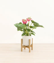 Load image into Gallery viewer, Cotton White stand:bamboo