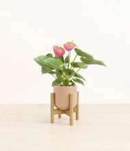 Load image into Gallery viewer, Glossy Pink stand:bamboo