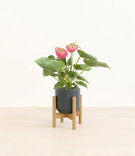 Load image into Gallery viewer, Iron Gray stand:bamboo