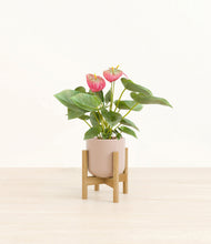Load image into Gallery viewer, Sandy Pink stand:bamboo