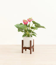 Load image into Gallery viewer, Cotton White stand:walnut