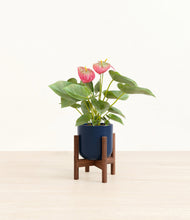 Load image into Gallery viewer, Twilight Blue stand:walnut