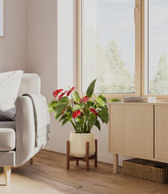 Load image into Gallery viewer, Almond Green stand:walnut