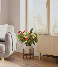 Load image into Gallery viewer, Eternal Gray stand:walnut