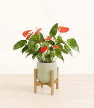 Load image into Gallery viewer, Turquoise stand:bamboo