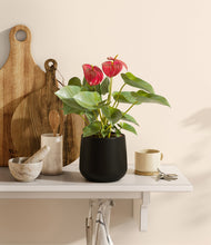 Load image into Gallery viewer, Black