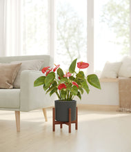 Load image into Gallery viewer, Dark Olive stand:walnut