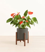 Load image into Gallery viewer, Dark Olive stand:walnut