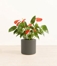 Load image into Gallery viewer, Dark Olive*****Profile