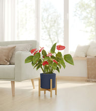 Load image into Gallery viewer, Deep Navy stand:bamboo