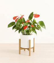 Load image into Gallery viewer, White stand:bamboo