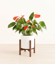 Load image into Gallery viewer, White stand:walnut