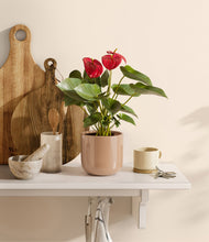 Load image into Gallery viewer, Glossy Pink