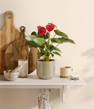 Load image into Gallery viewer, Sage Green