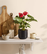 Load image into Gallery viewer, Stone Black