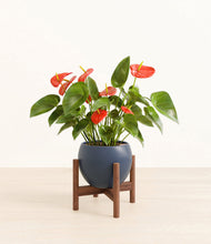 Load image into Gallery viewer, Deep Navy stand:walnut